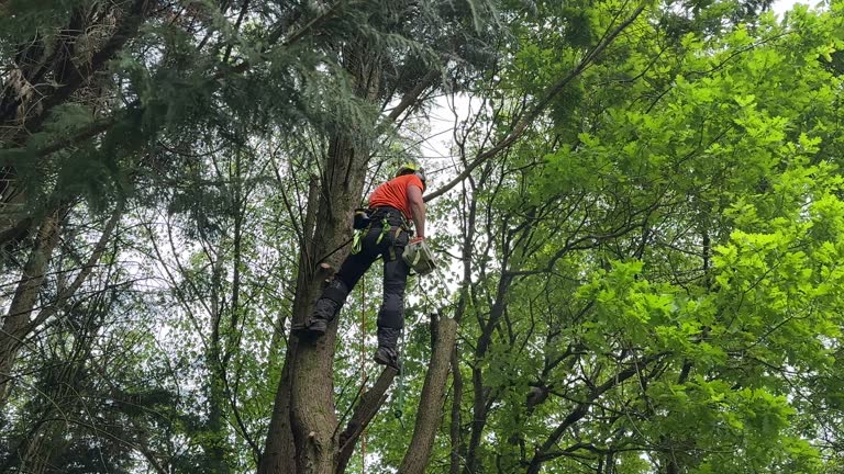 How Our Tree Care Process Works  in  Waxhaw, NC